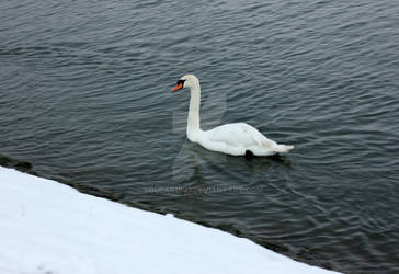 Snow White Swan