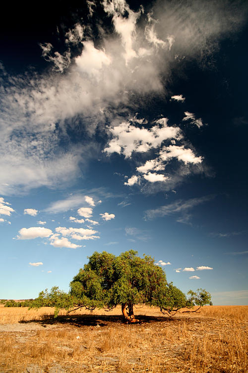 the arboreal ballet