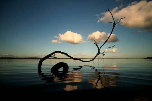 on the estuary bed