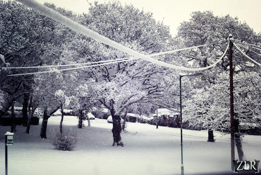 Winter Trees