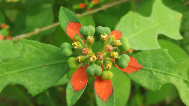 Euphorbia Heterophylla