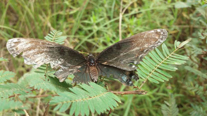 Red-Spotted Purple Limenitis arthemis (1/2)