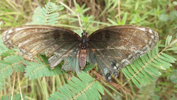 Red-Spotted Purple Limenitis arthemis (2/2)