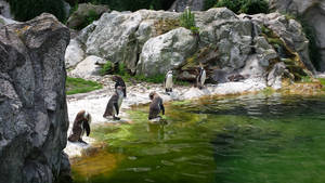 penguins in schoenbrunn zoo