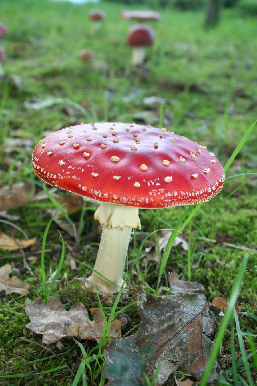 Mushroom 06
