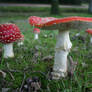 Mushroom 09