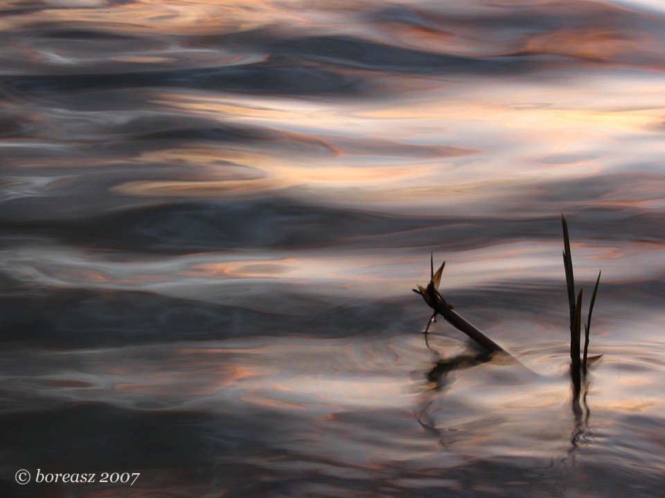 Waves and stalks...