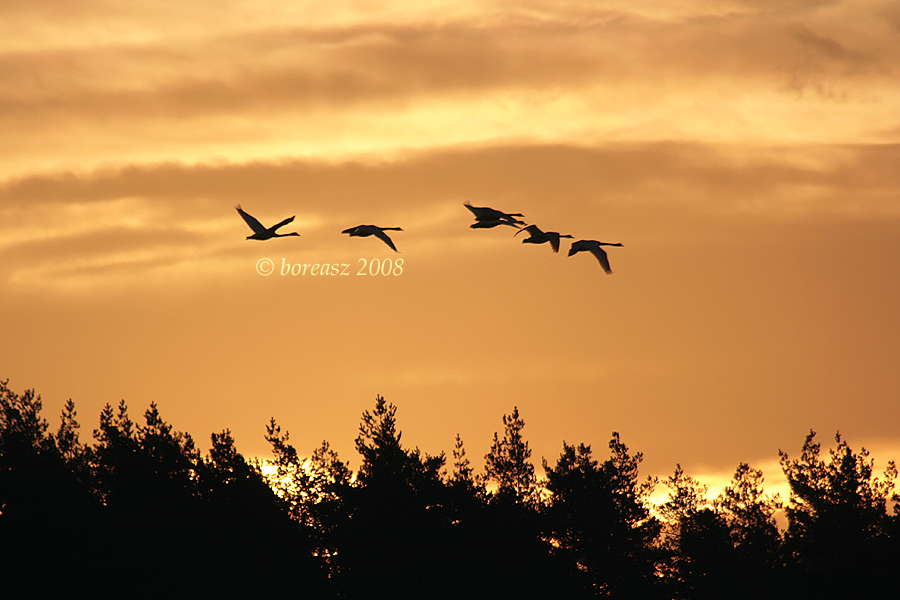 Swans leaving