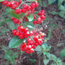 Berries