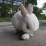 My Pet Rabbit