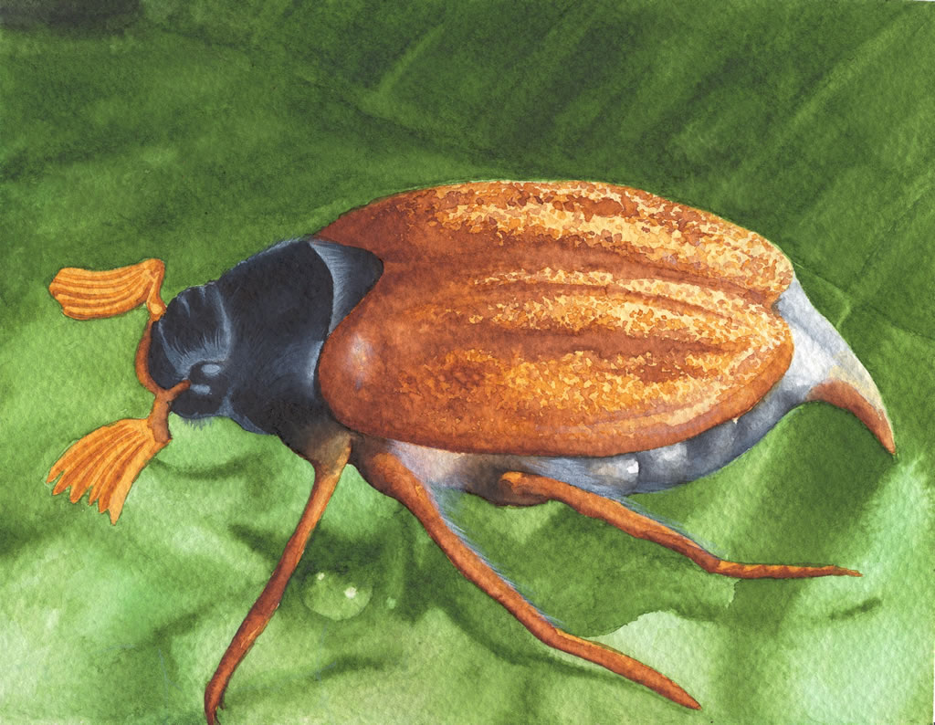 Melolonta Wathercolor by melolonta