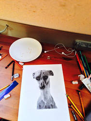 Whippet Greyhound pencil drawing!