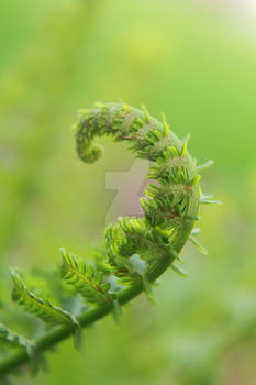 Verdant Tongues