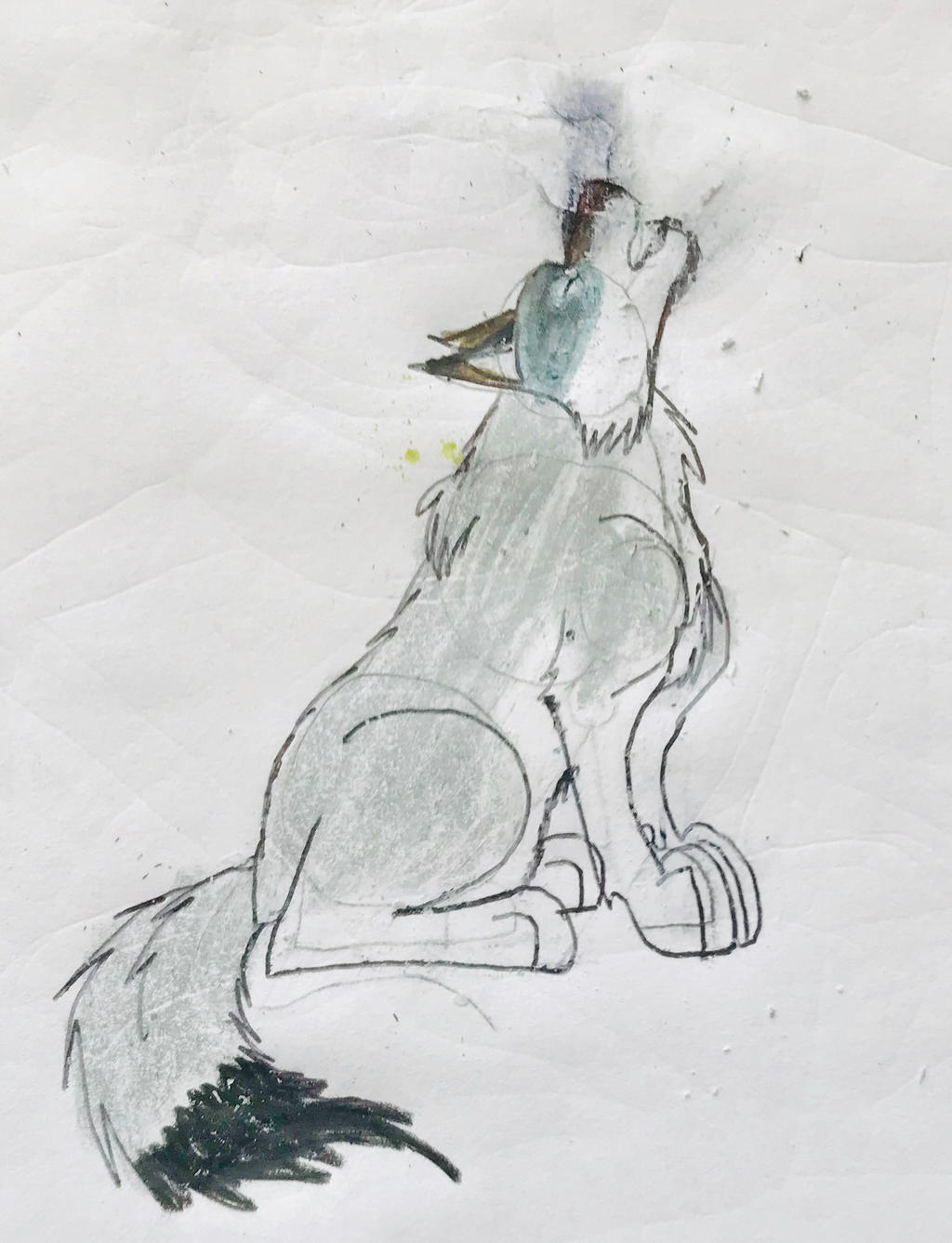 grey wolf howling by masonthetrex on DeviantArt