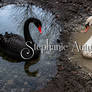 Swan Songs