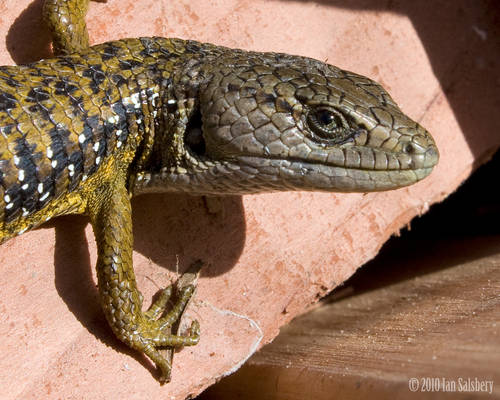 Alligator Lizard III