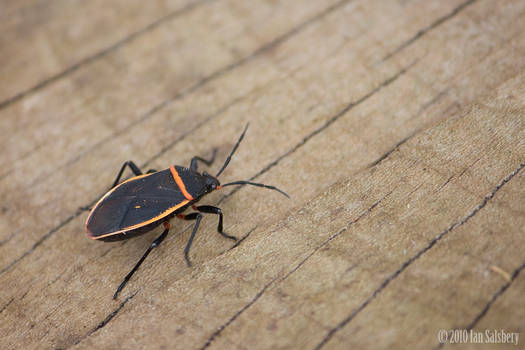 Bordered Plant Bug