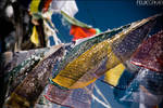 Tibetan Prayer Flags by FelixTo