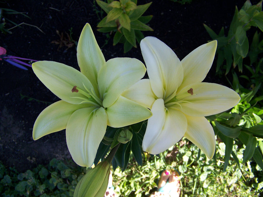 white lilly 2