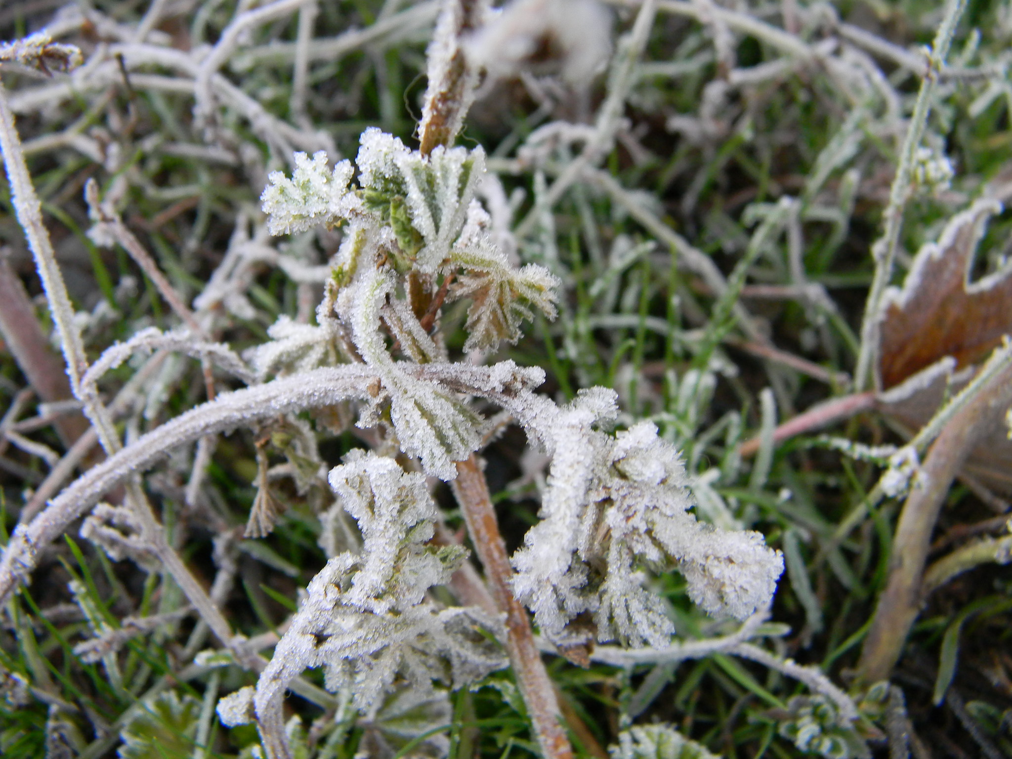 Wrapped in an Icey Blanket 3