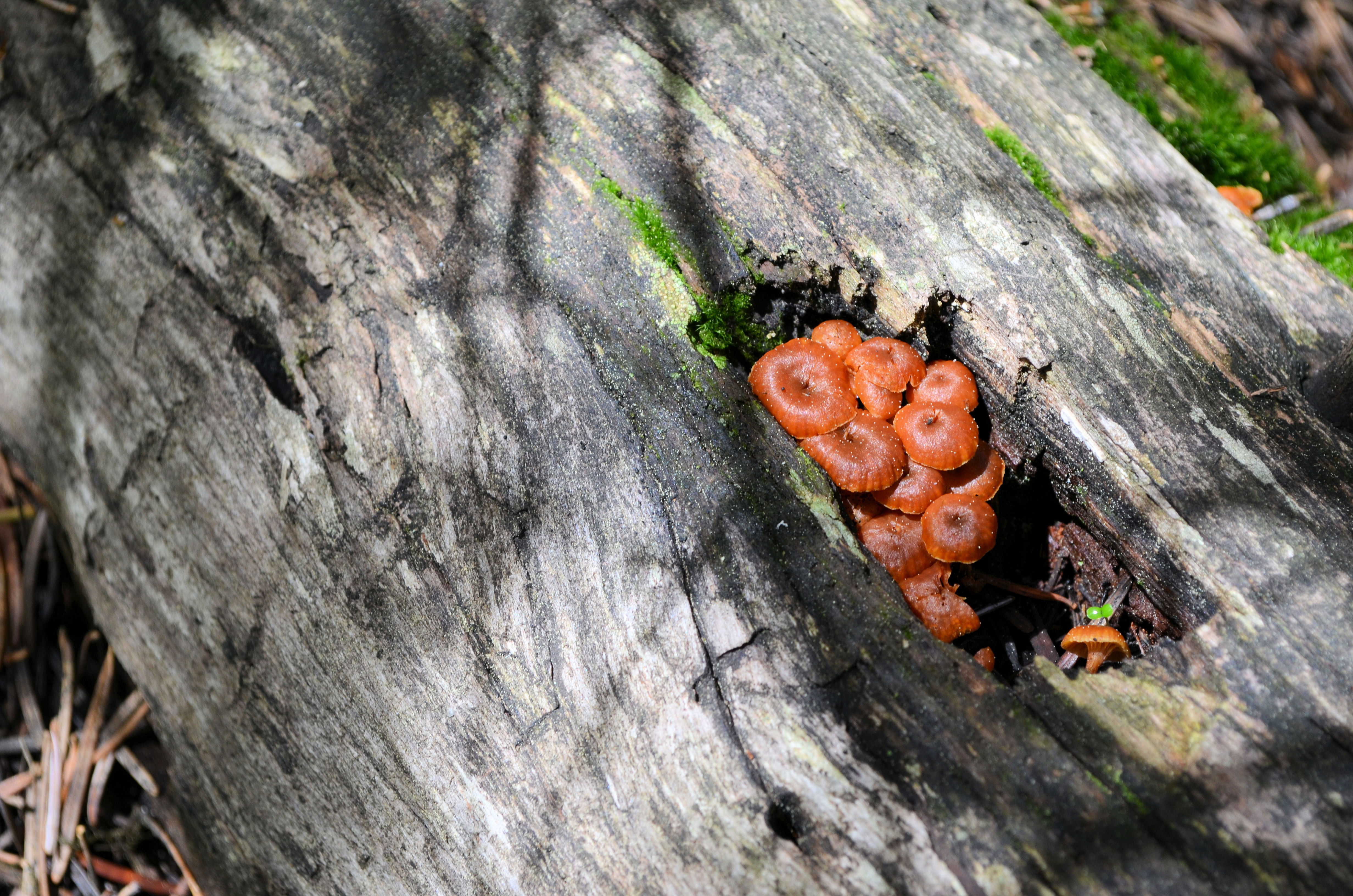 Teeny Tiny Mushrooms