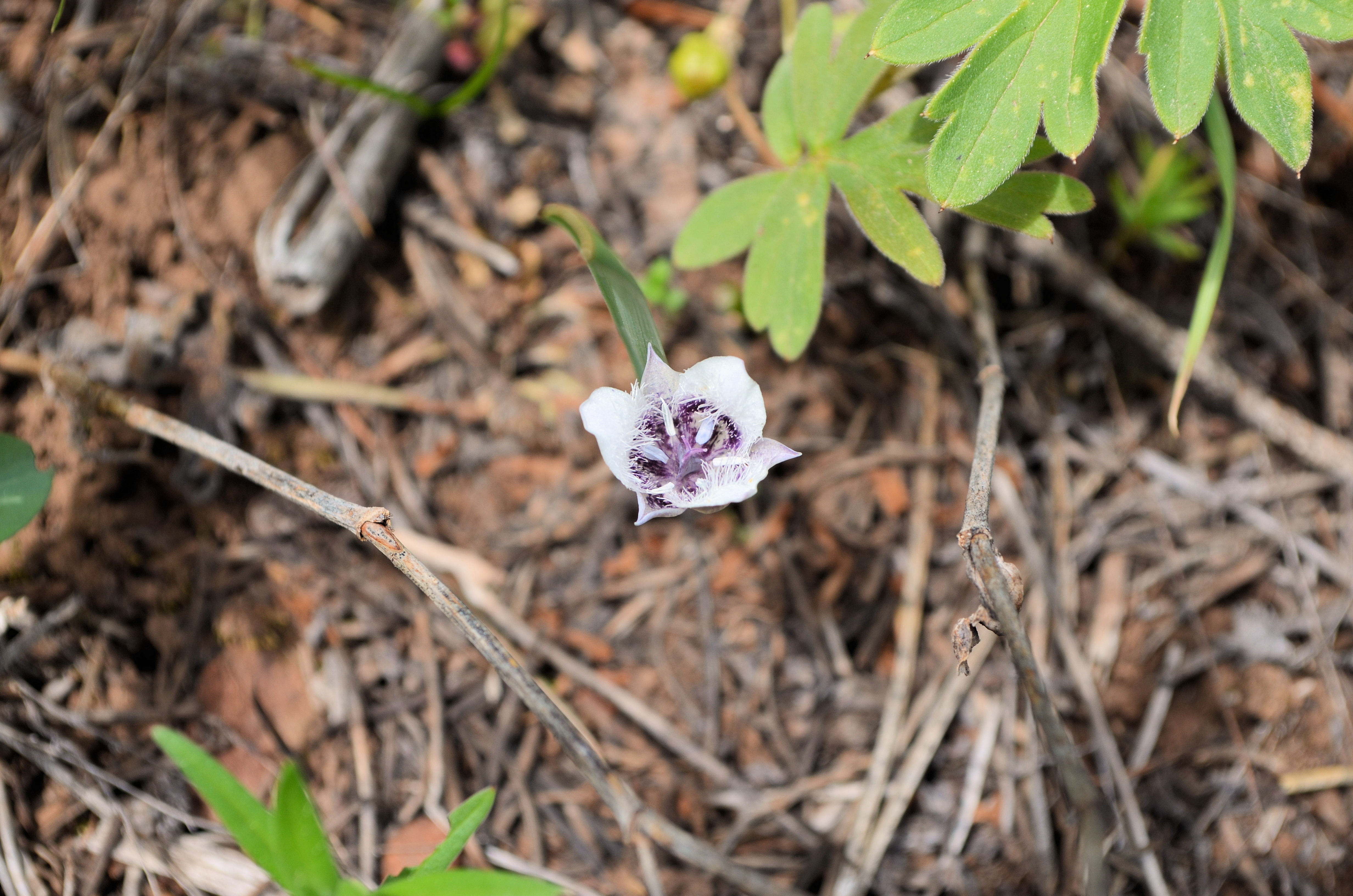 Fuzzy Flower