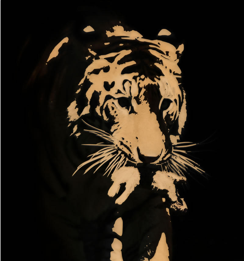 Tiger Inscap Drawing Tiger Tracing Using iNkscape by hamzaz on DeviantArt