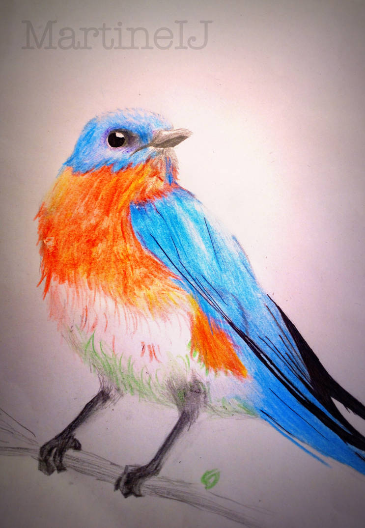 BlueBirdDrawing by Martineij on DeviantArt