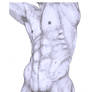 Torso