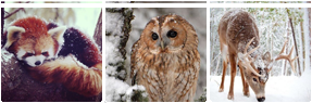 Buna! Divider___snow_on_animals___f2u_by_justbuttons_dar84rx-fullview.png?token=eyJ0eXAiOiJKV1QiLCJhbGciOiJIUzI1NiJ9.eyJzdWIiOiJ1cm46YXBwOjdlMGQxODg5ODIyNjQzNzNhNWYwZDQxNWVhMGQyNmUwIiwiaXNzIjoidXJuOmFwcDo3ZTBkMTg4OTgyMjY0MzczYTVmMGQ0MTVlYTBkMjZlMCIsIm9iaiI6W1t7ImhlaWdodCI6Ijw9OTUiLCJwYXRoIjoiXC9mXC9iYzQxOTEyNy0xZmRhLTQwMmQtODM0Zi1iNDIwYTc1MGVlZTFcL2Rhcjg0cngtYmRkMmMxOGQtNjQ0MS00ZWZjLWE1ZjctNTVlOWZlOThjM2FmLnBuZyIsIndpZHRoIjoiPD0yODcifV1dLCJhdWQiOlsidXJuOnNlcnZpY2U6aW1hZ2Uub3BlcmF0aW9ucyJdfQ