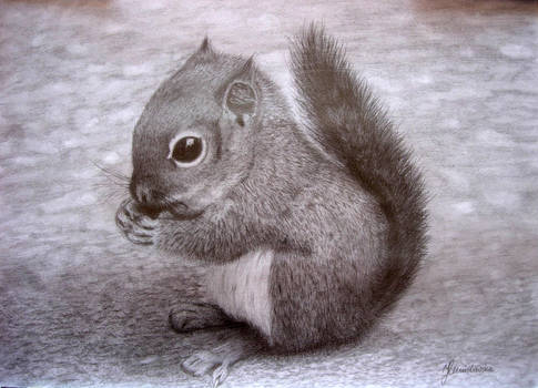 Little Squirrel