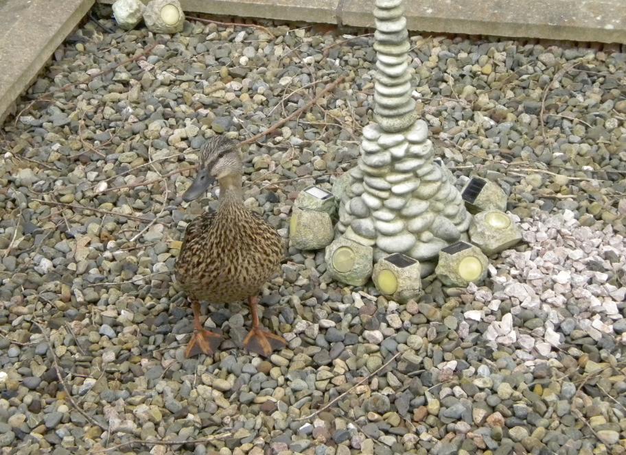 There's a Duck in the garden!