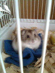 My cute hamster