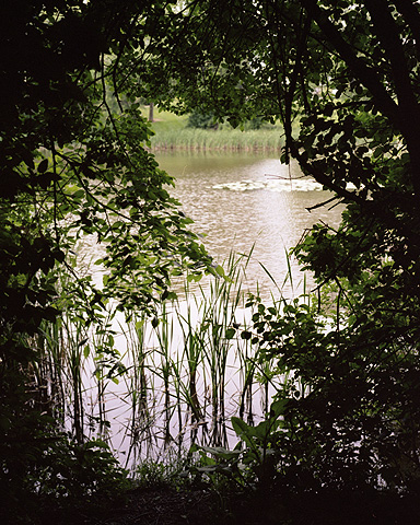 Cattails in Capisic Pond