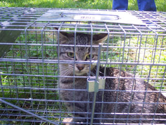 Poor kitty we had to catch