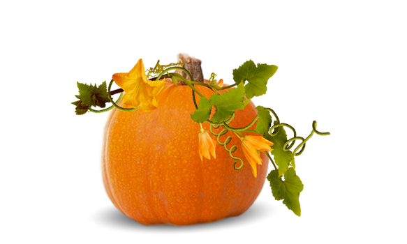 Pumpkin by Judy Wicker