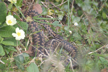 Adder