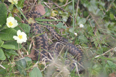 Adder2