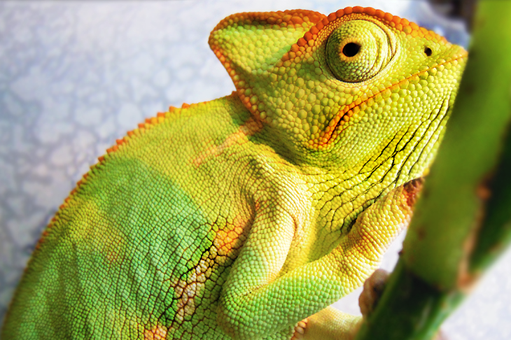 chameleon