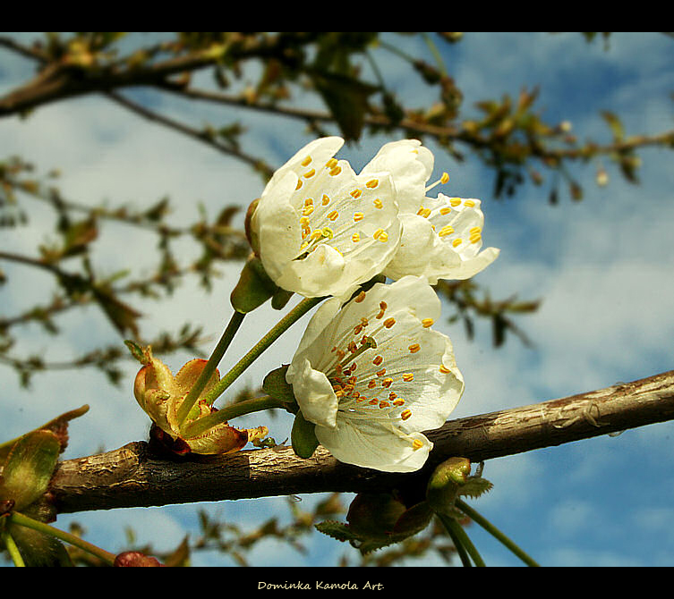 Spring.