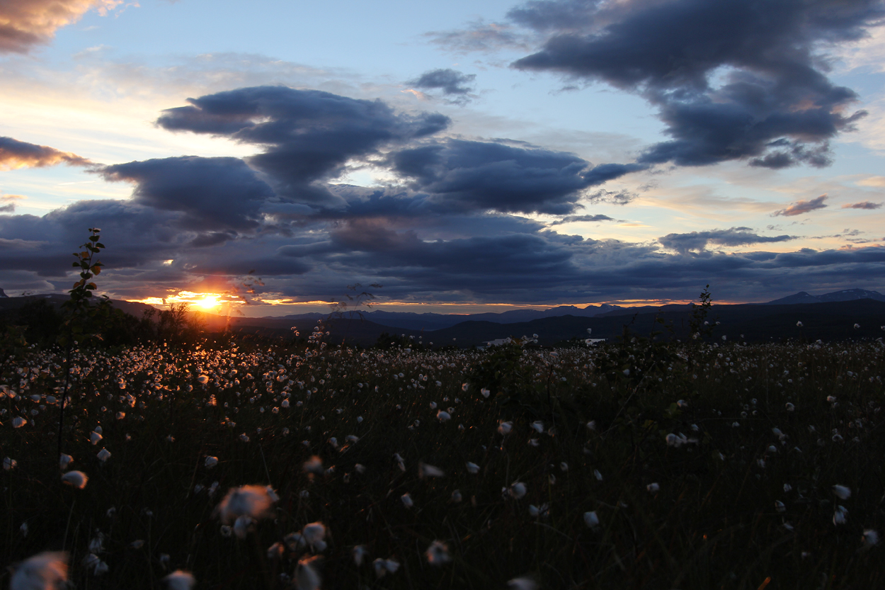 Cottonfield