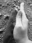 Owner-Dog Connection by veesmith