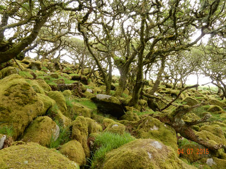 Mossy Forest