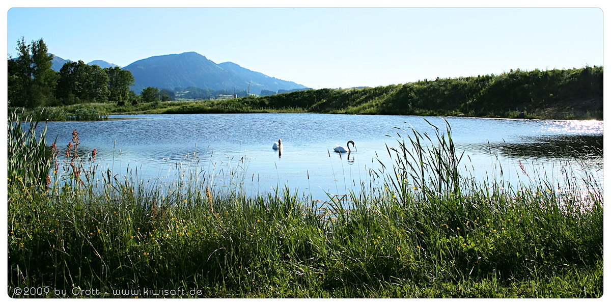 swan idyll