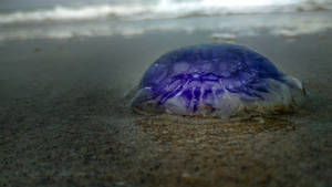 purple jelly 125915