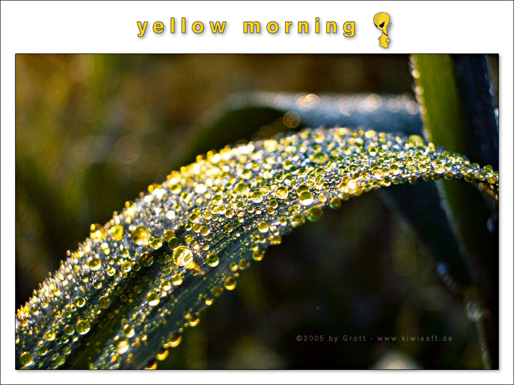 Yellow Morning