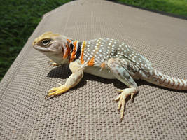 Collared Lizard, Breeder coloration