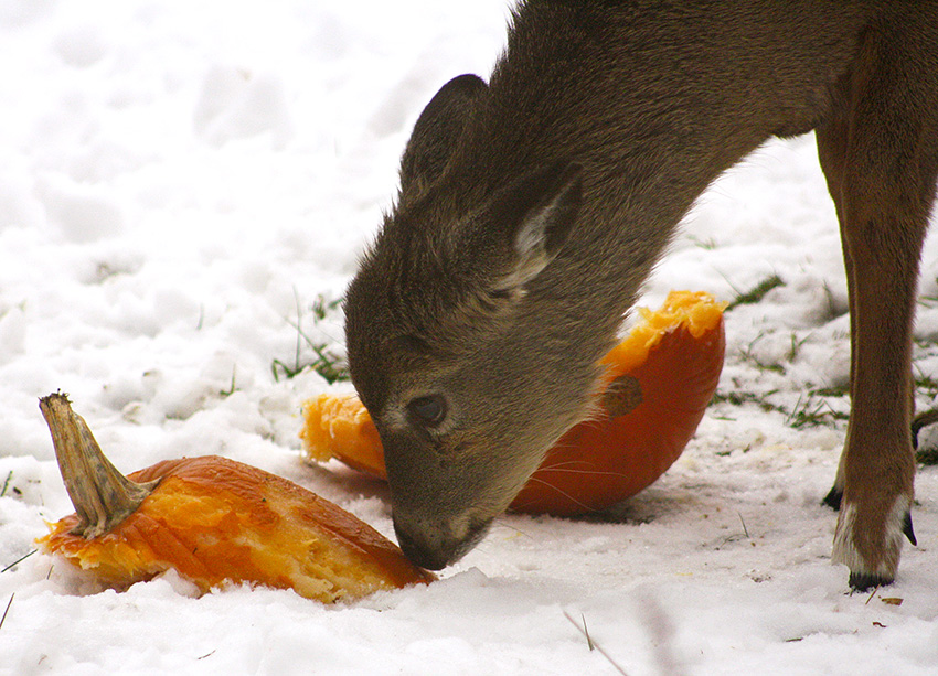 Deer eating pumpkin