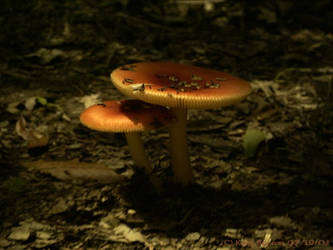 A Portrait of a Mushroom