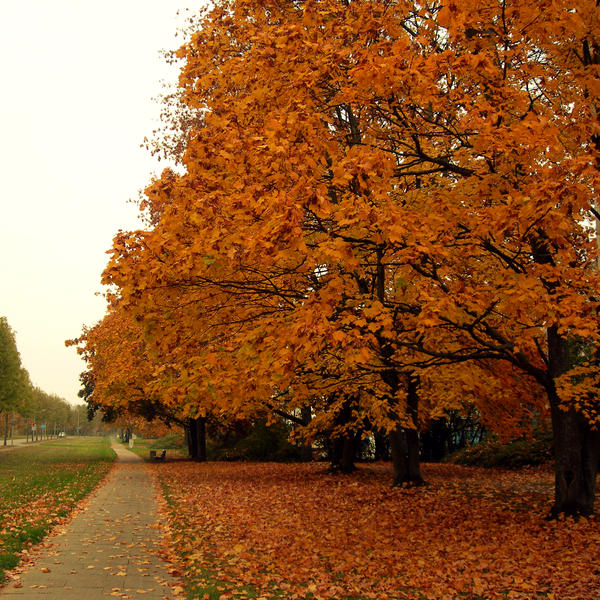 Autumn Trees 01